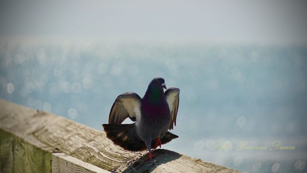 Dove on the railing of a pier with its wings lifted ready for flight. Ocean in the background.