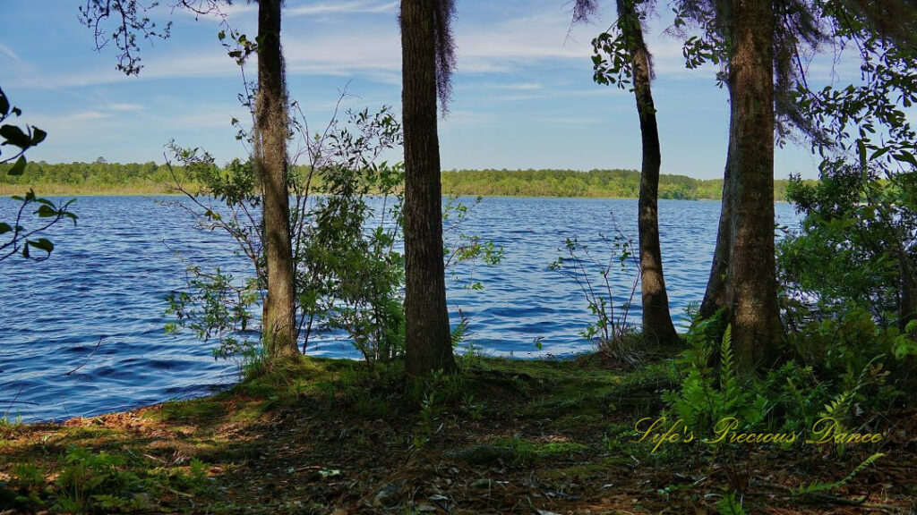 View of Lake Warren through the trees. Clouds high in the sky.