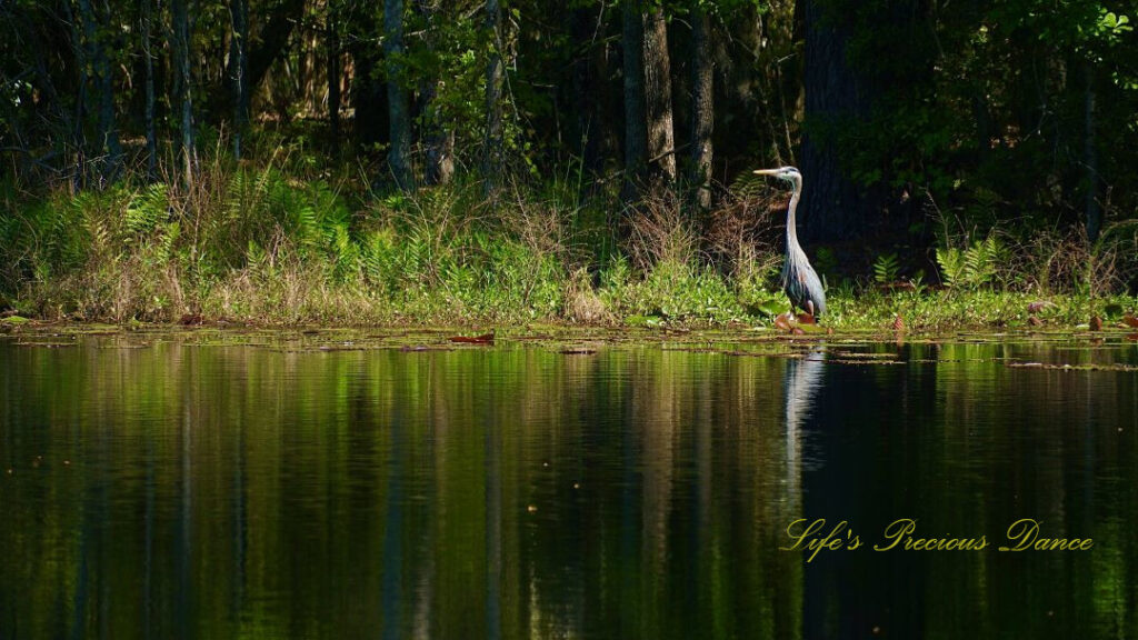 Blue heron standing along the bank of a pond, reflecting in the water.