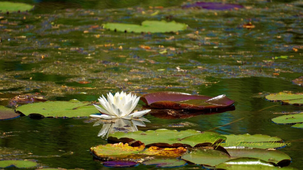 Water lily in full bloom reflecting on a pond, surrounded by lily pads.