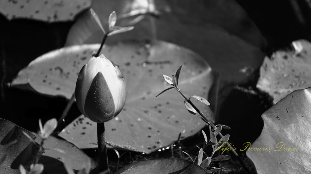 Black and white close up of a water lily preparing to open,