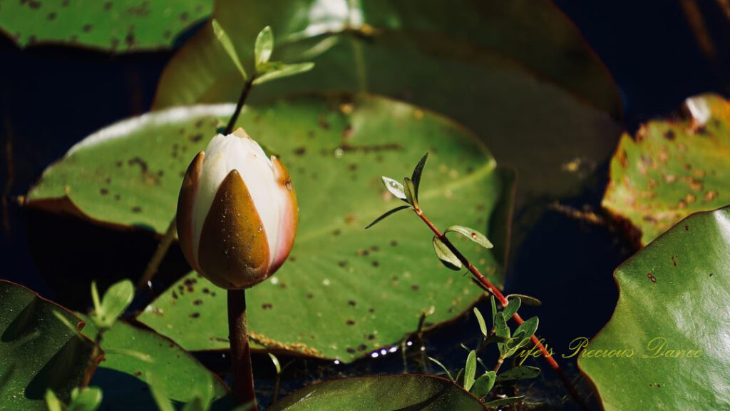 Close up of a water lily preparing to open,