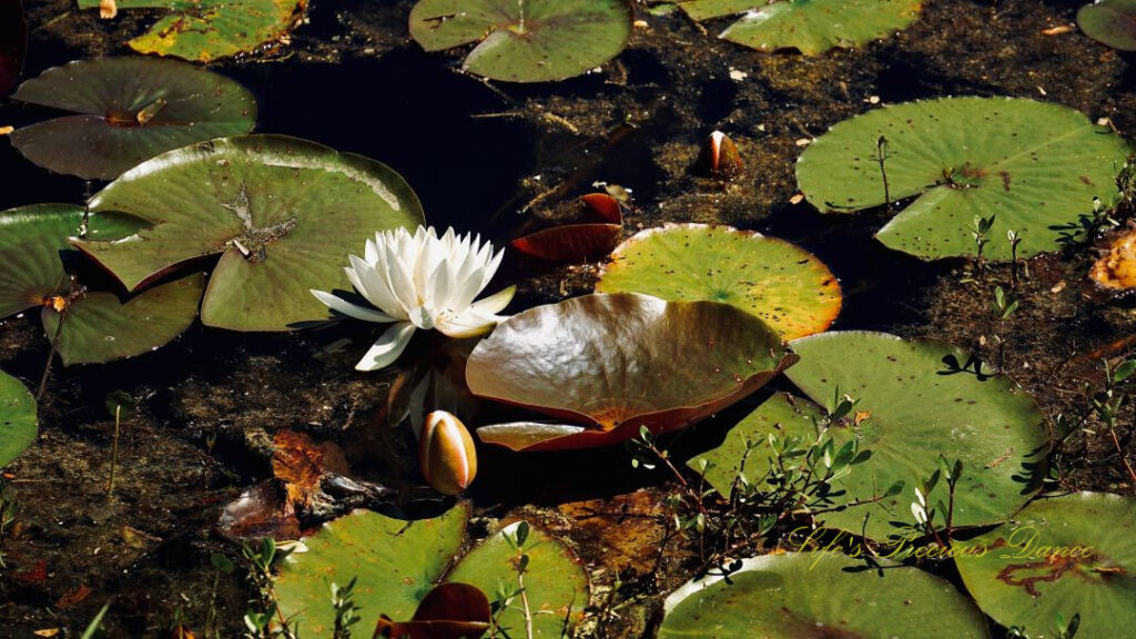 Water lily in full bloom, surrounded by lily pads.