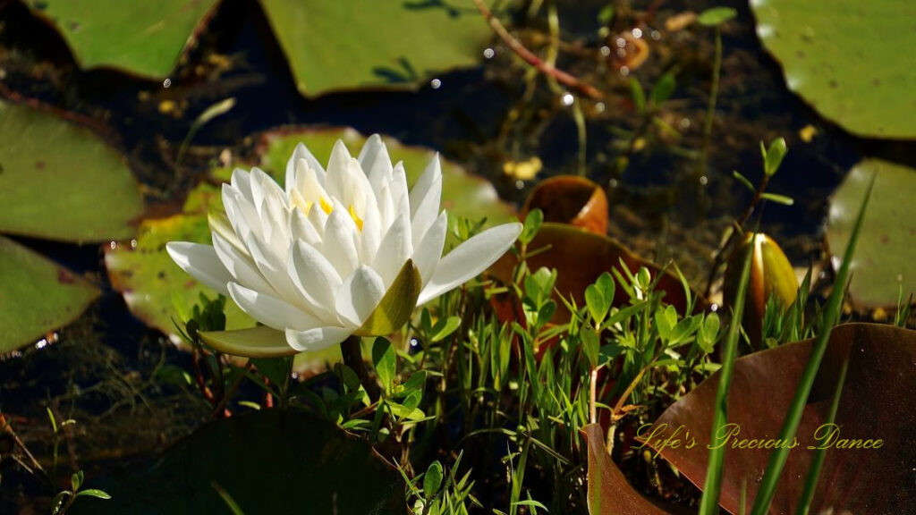 Close up of water lily in full bloom.