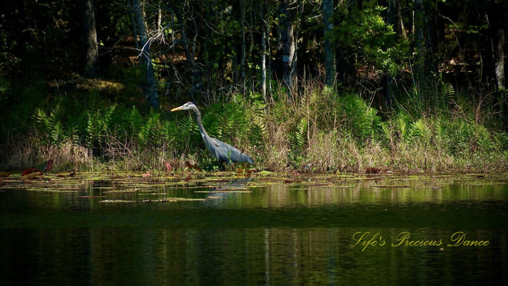 Blue heron standing along the bank of a pond, reflecting in the water.