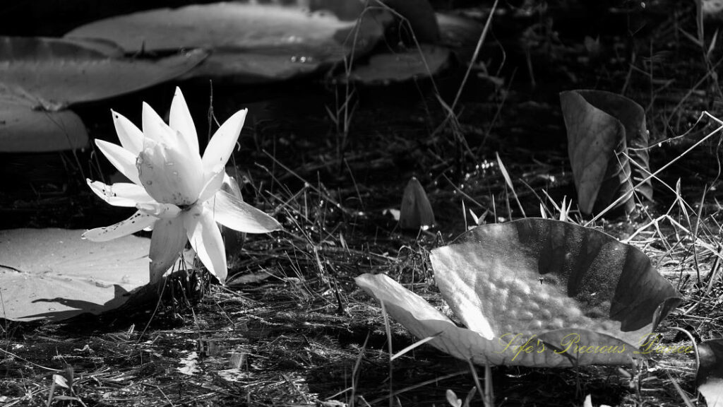 Black and white of a water lily in bloom amongst liliy pads.