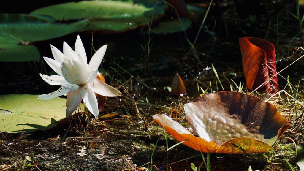 Water lily in bloom amongst lily pads.