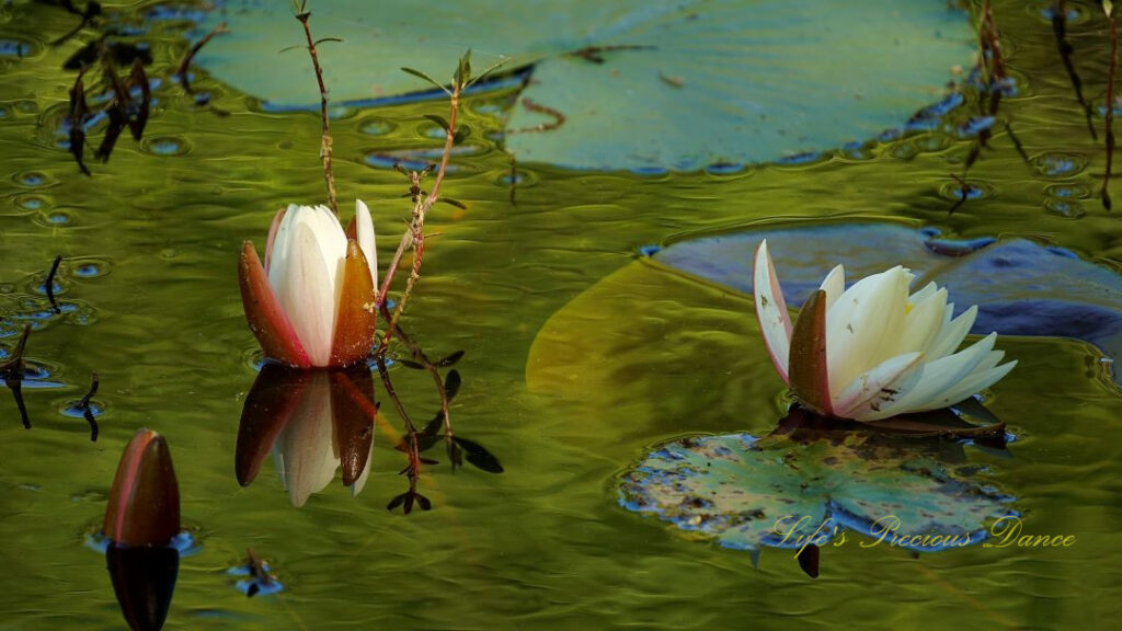 Two partially opened water lilies reflecting in the pond amongst lily pads.