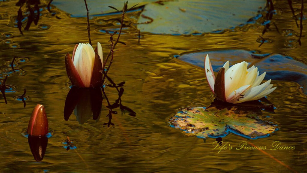 Two partially opened water lilies reflecting in the pond amongst lily pads.