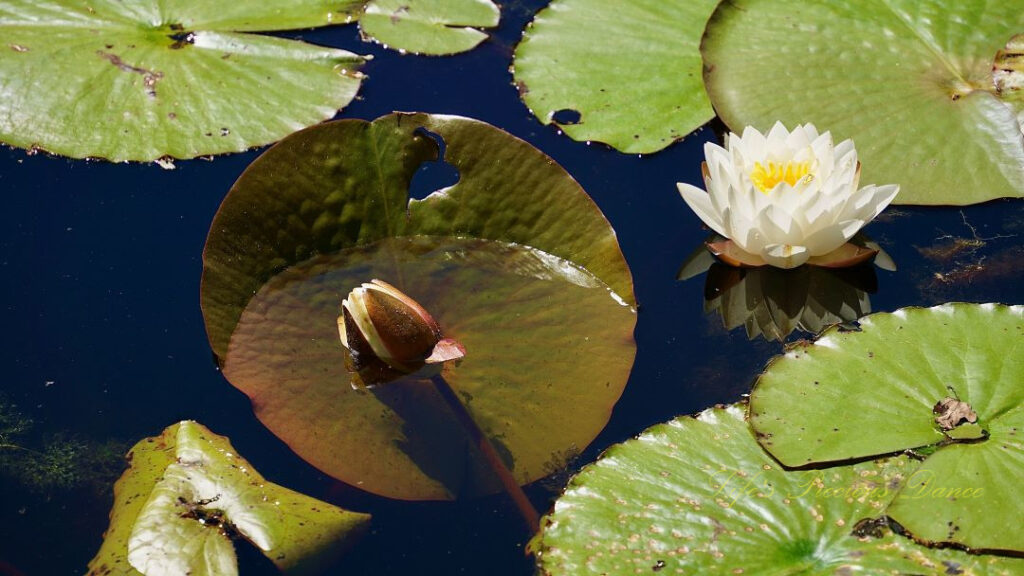 Water lily in full bloom, reflecting in a pond, surrounded by lily pads