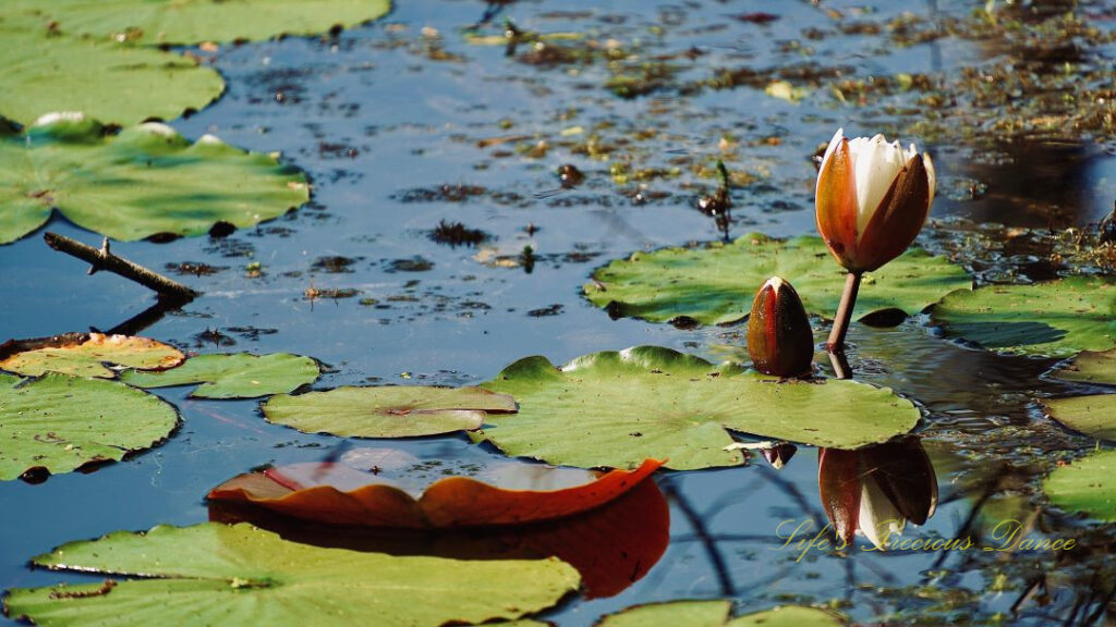 Water lily beginning to open reflecting in a pond, surrounded by lily pads.