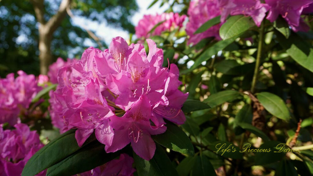 Close up of a lavender rhododendron in full bloom.