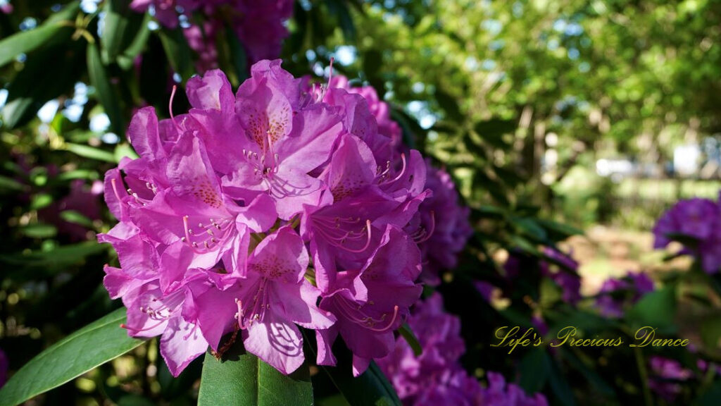 Close up of a lavender rhododendron in full bloom.