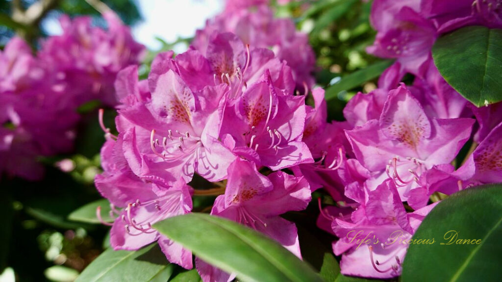 Close up of lavender rhododendrons in full bloom.