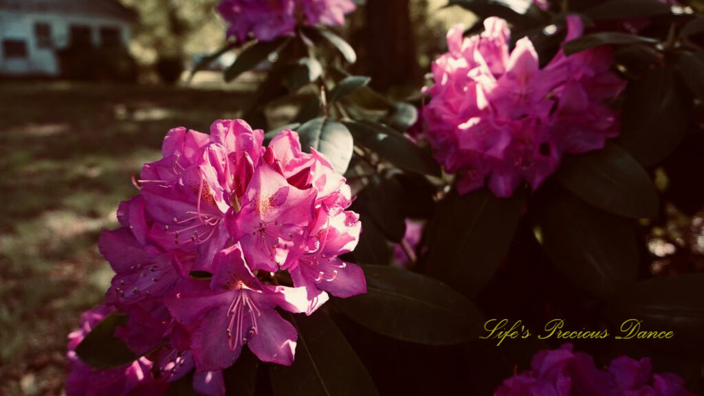 Close up of a lavender rhododendron in full bloom. An old house in the background.