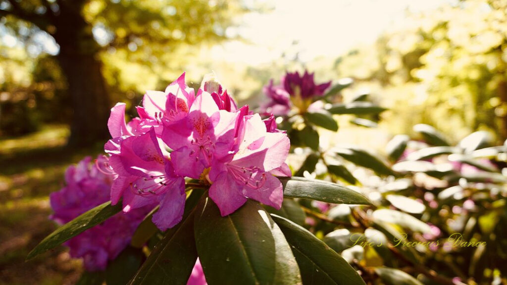 Close up of lavender rhododendrons in full bloom. The sun glaring in the background.