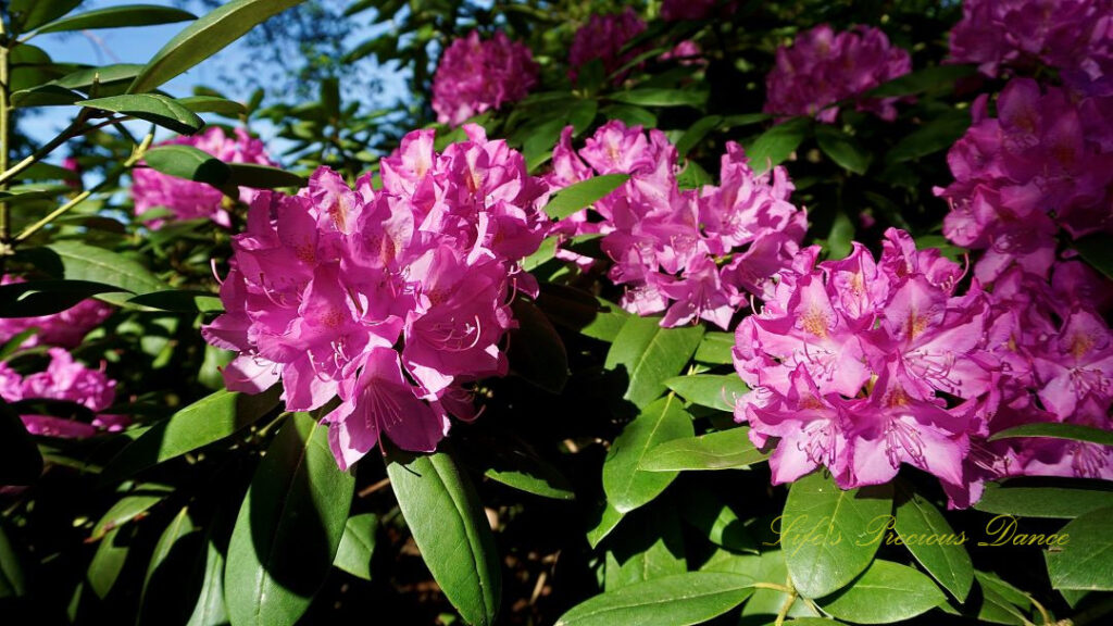 Close up of lavender rhododendrons in full bloom.