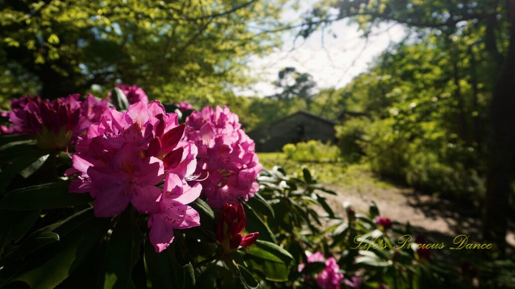 Rhododendrons in full bloom. A barn stands in the background.