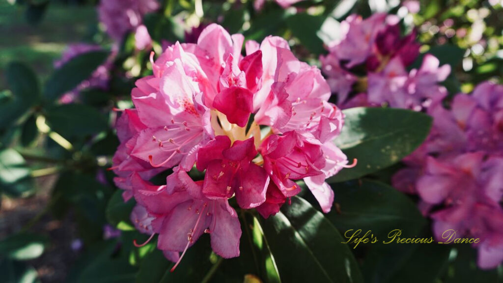 Close up of a lavender rhododendron in full bloom.