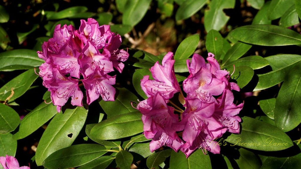 Close up of lavender rhododendrons in full bloom.