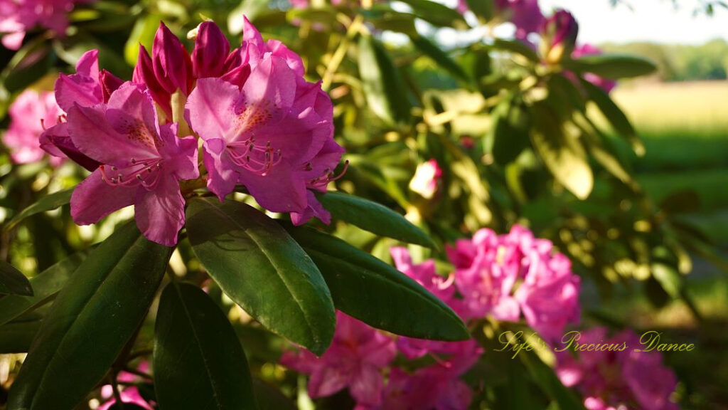 Close up of lavender rhododendrons in full bloom.