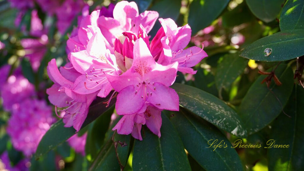 Close up of lavender rhododendrons in full bloom.