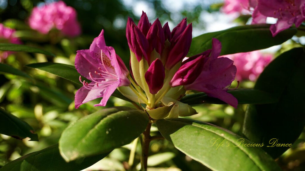 Close up of budding rhododendrons sandwiched in between blooming ones.