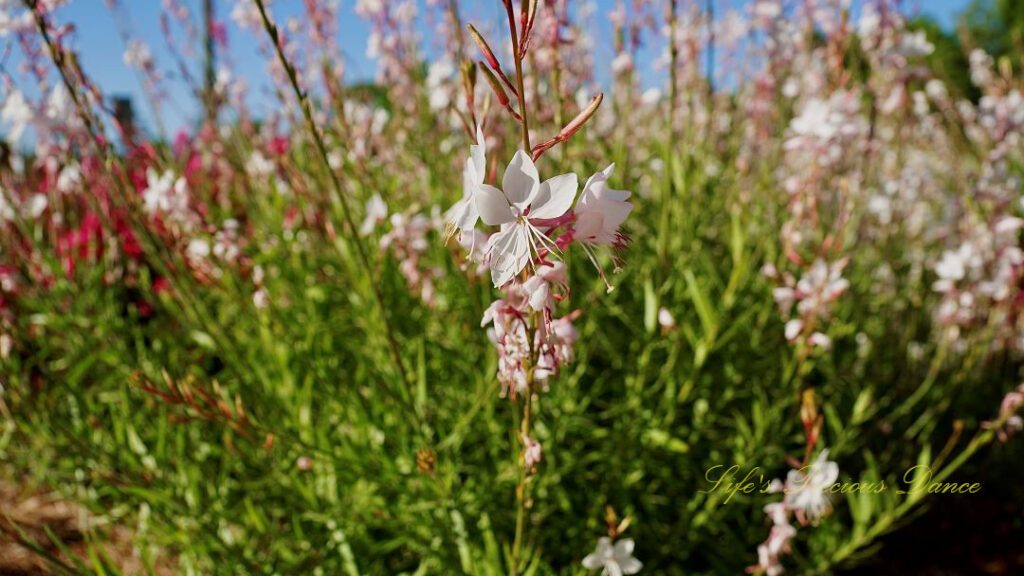 Beeblossom in full bloom at a floral garden.