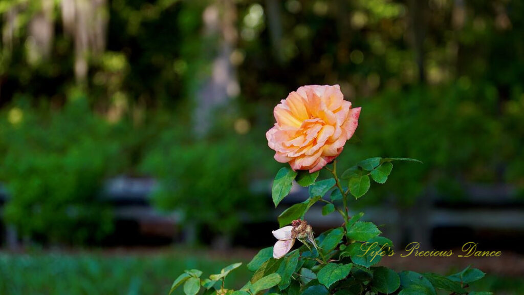 Cream colored rose in bloom