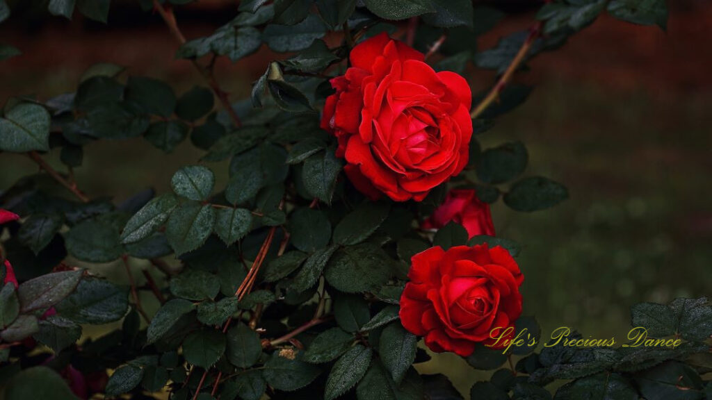 Two roses in full bloom on a vine.