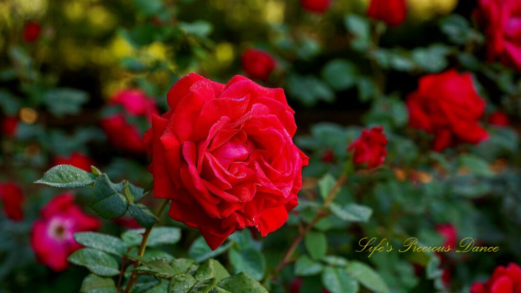 Red rose in full bloom at a floral garden.