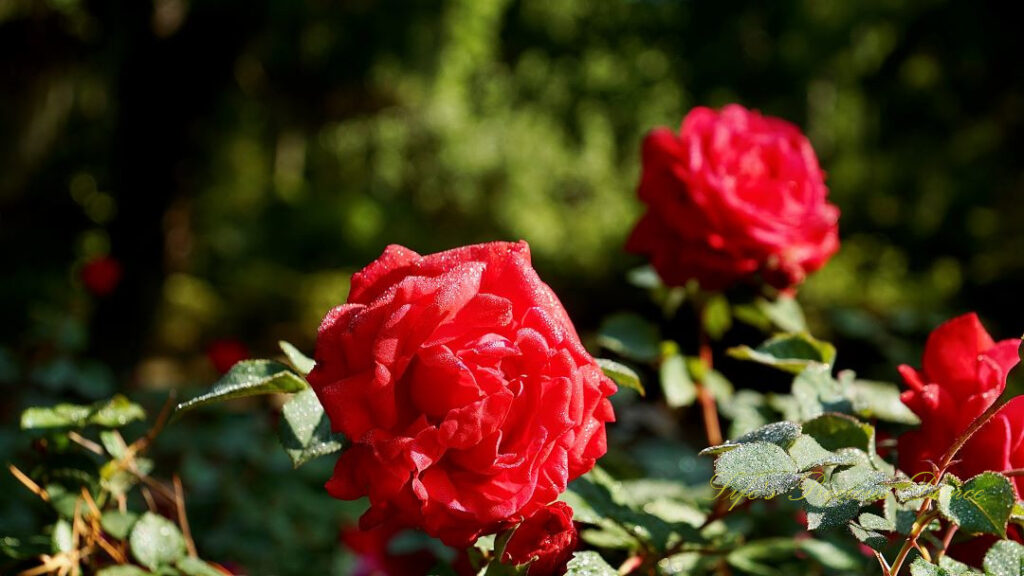 Rose glistening with dew in bloom.