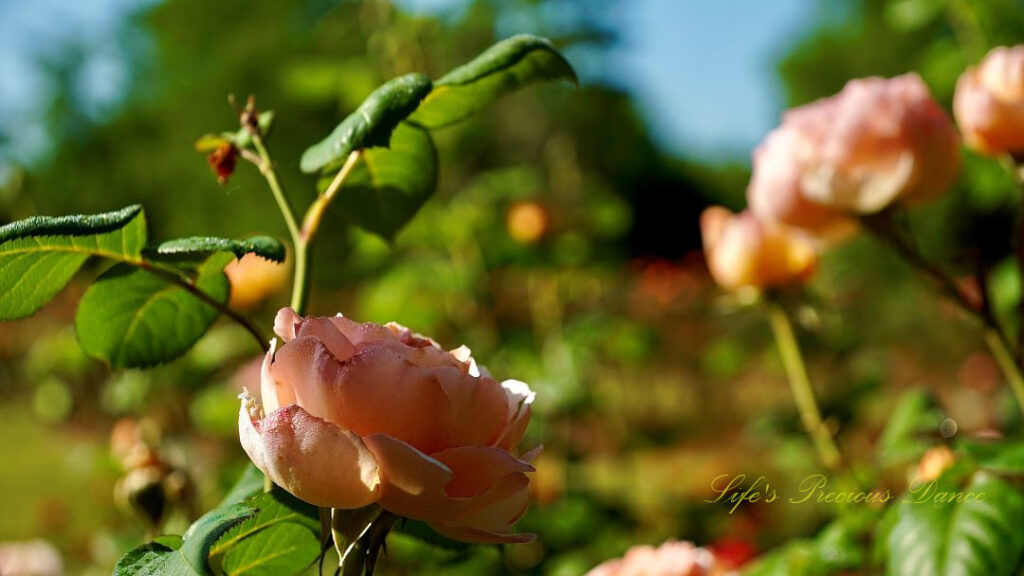 Side view of a cream colored rose in bloom.