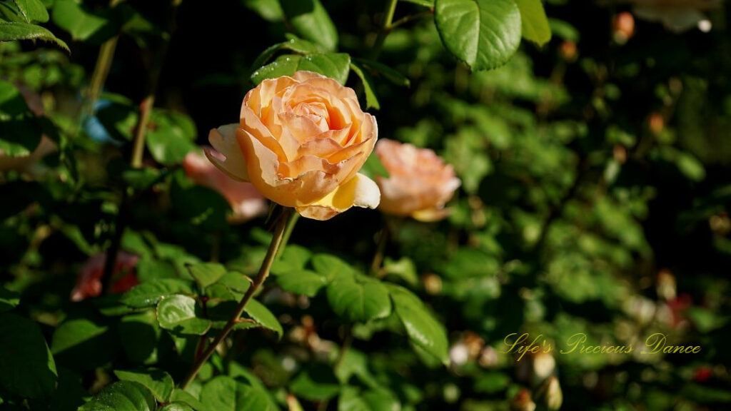 Cream colored rose in full bloom.