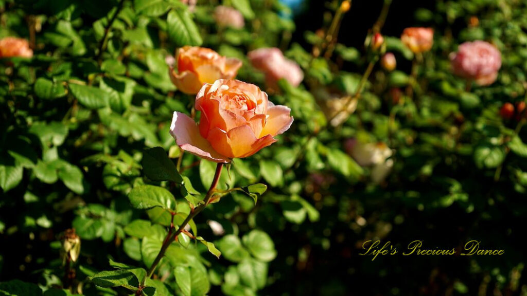 Cream colored roses in bloom at a floral garden.