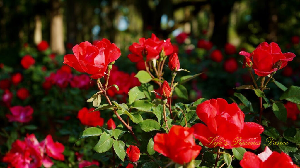 Red roses in full bloom at a floral garden.