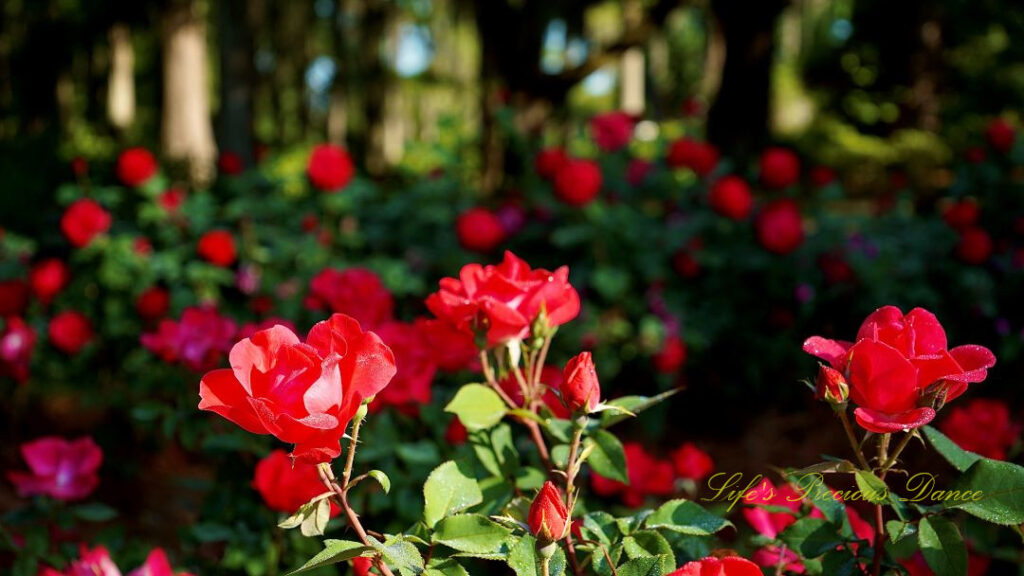 Red roses in full bloom at a floral garden.