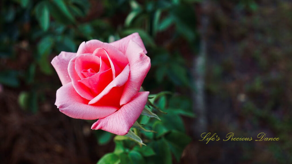 Pink Rose in full bloom