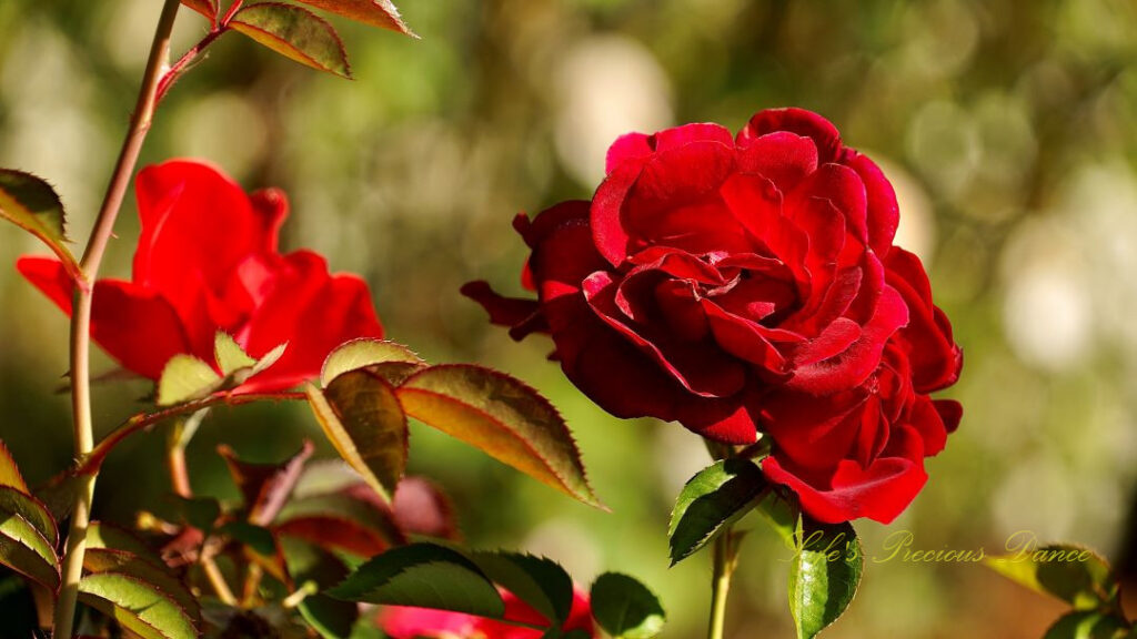 Close up of a red rose in bloom