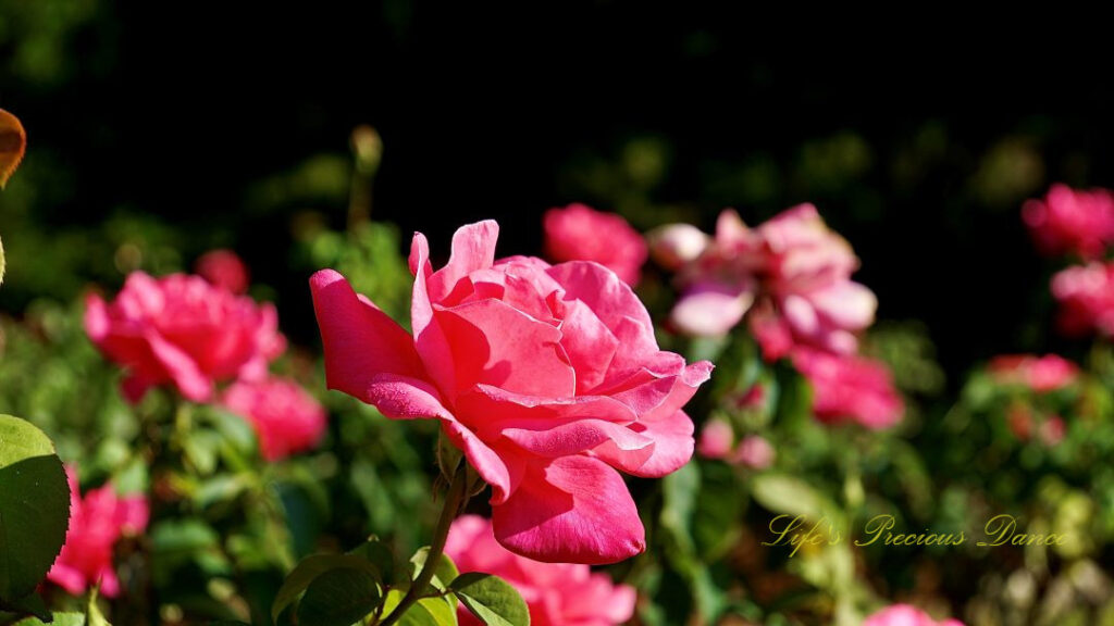 Side view of a pink rose in bloom.