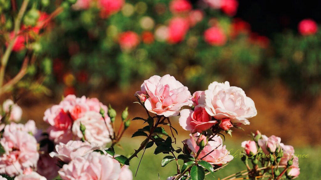 Light pink roses in bloom at a floral garden.