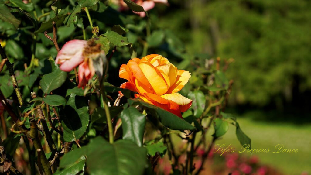 Yellowish-orange rose in bloom on a vine.