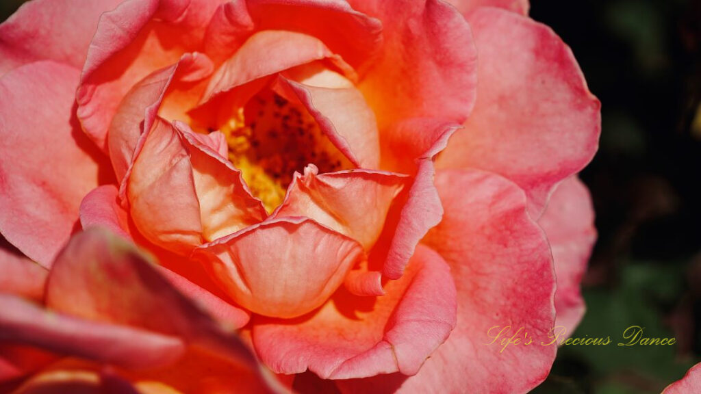 Close up of a pink rose in bloom