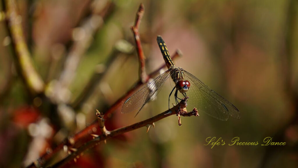 Close up of a dragonfly on the stem of a rose.