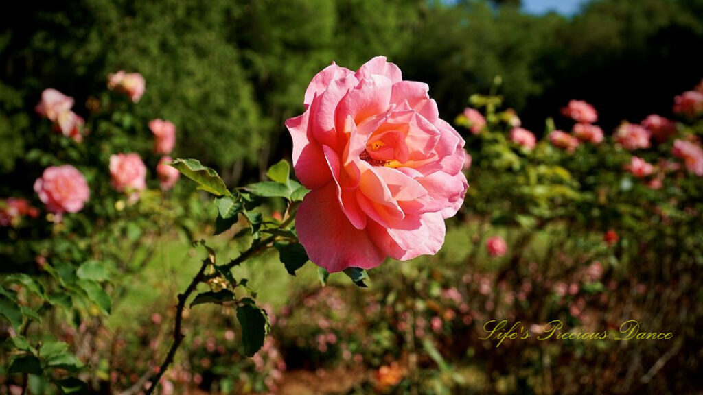 Pink rose in full bloom.