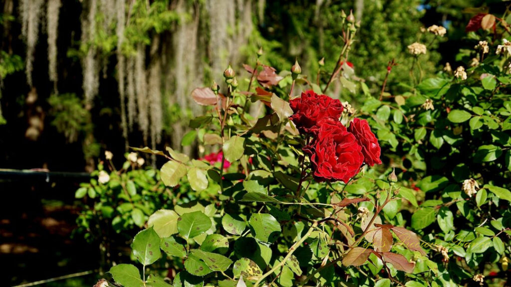 Maroon roses in full bloom. Spanish moss hanging in the background.