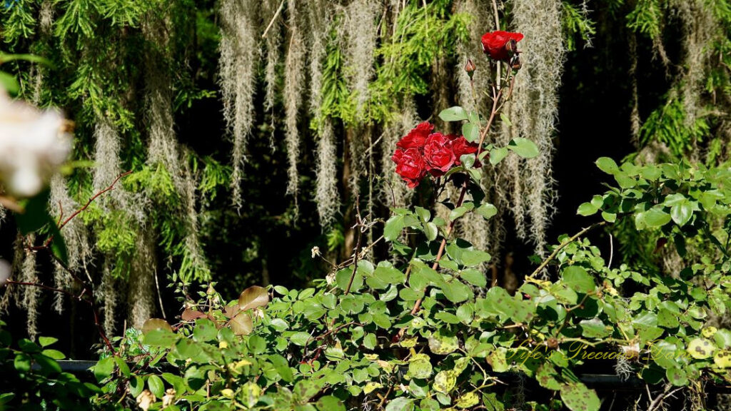 Maroon roses in bloom on a vine. Spanish moss hanging in the background.