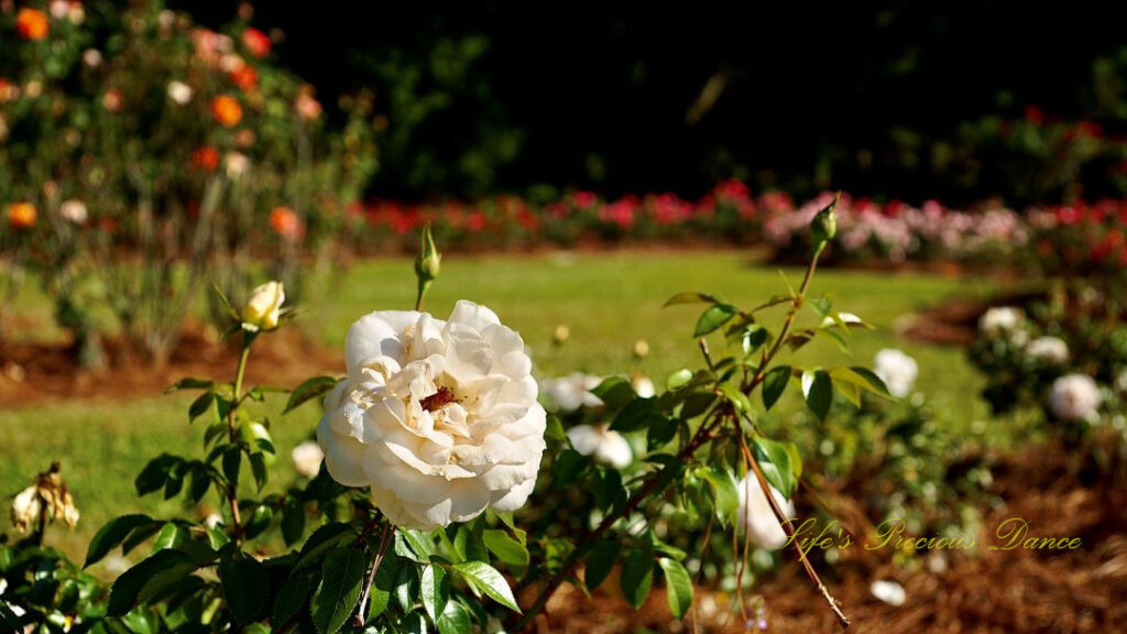 White rose in bloom at a floral garden.