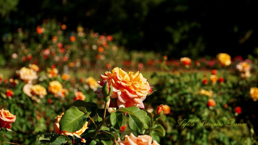 Peach colored rose in full bloom in a floral garden.