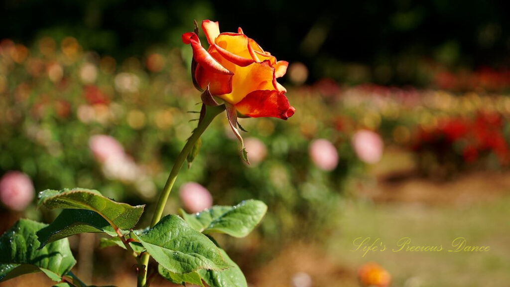 Multicolored rose in full bloom